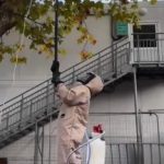 Eradication d'un nid de frelons asiatiques