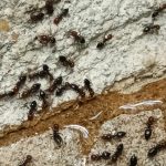 gel anti-fourmis